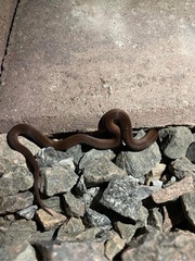 Storeria occipitomaculata