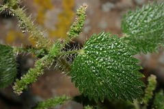 Urtica membranacea