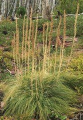 Xerophyllum tenax