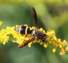 Euodynerus foraminatus