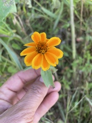 Zinnia haageana