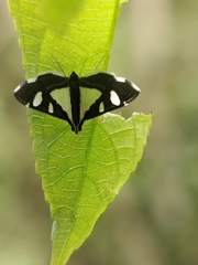 Glyphodes bivitralis