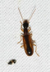 Leptotrachelus dorsalis