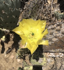 Cactaceae