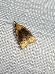 Platynota flavedana