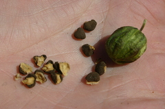 Aristolochia navicularis