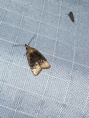 Platynota flavedana