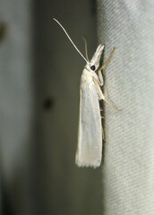 Crambus perlella