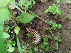 Rhysodesmus elestribus