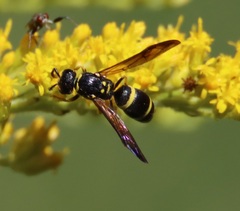 Ancistrocerus adiabatus