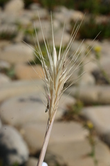 Hordeum murinum