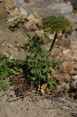 Daucus carota