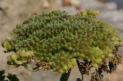 Daucus carota