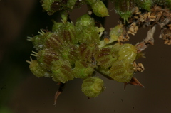 Daucus carota