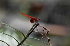 Dythemis maya