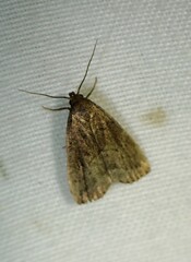 Hypenodes fractilinea