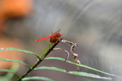 Dythemis maya