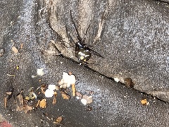 Latrodectus variolus