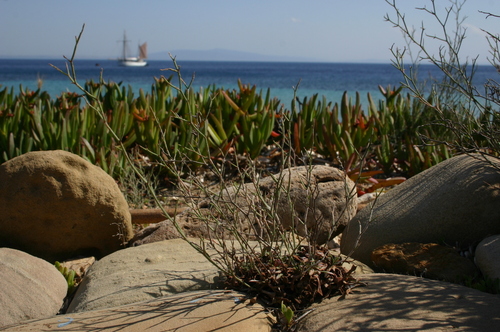 Limonium virgatum image