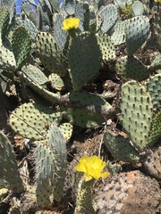 Cactaceae