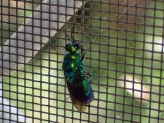 Chrysis lincea