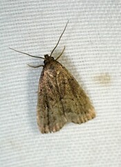 Hypenodes fractilinea