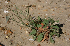 Limonium virgatum image