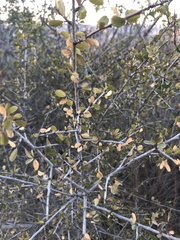 Rhamnus