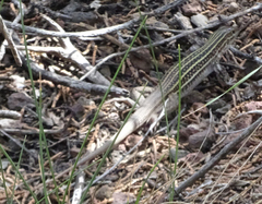 Aspidoscelis exsanguis