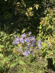Symphyotrichum ciliolatum