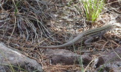 Aspidoscelis exsanguis