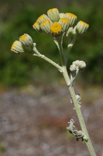 Jacobaea maritima subsp. sicula image