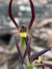 Lyperanthus suaveolens