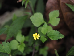 Ranunculus silerifolius