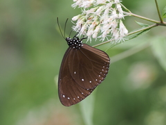 Euploea tulliolus