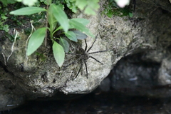 Dolomedes holti