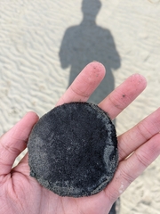 Dendraster excentricus