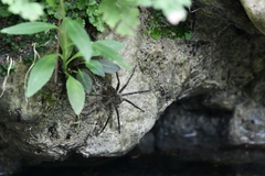 Dolomedes holti