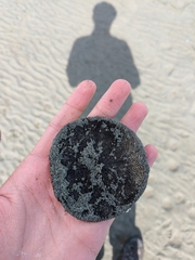 Dendraster excentricus