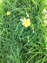 Oxalis pes-caprae