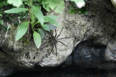 Dolomedes holti