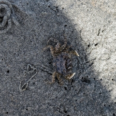 Hemigrapsus oregonensis