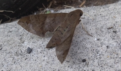 Pachylioides resumens