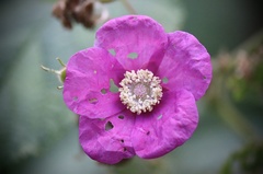 Rubus odoratus