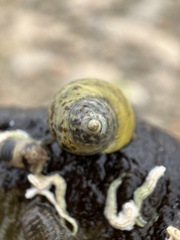 Austrocochlea constricta