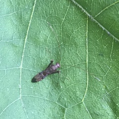 Paraxenetus guttulatus