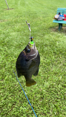 Lepomis macrochirus purpurascens