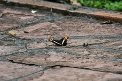 Adelpha eulalia