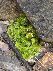 Rosulabryum