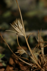Juncus bufonius